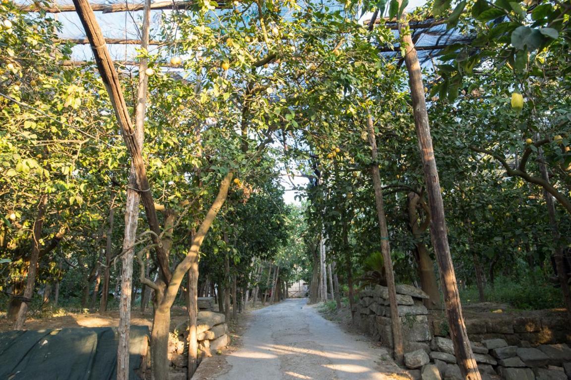 Casa Carolina B&B Σορέντο Εξωτερικό φωτογραφία